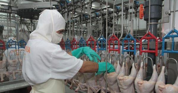 Crítica situación del sector avícola: “la industria podría desaparecer”, afirman