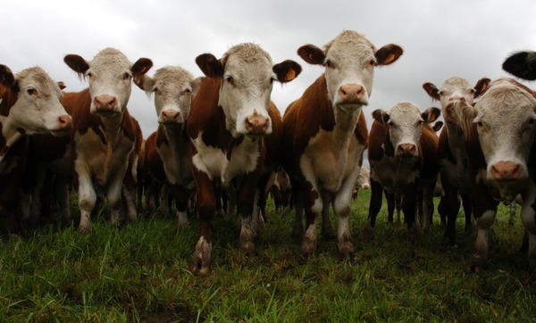 Novillo Mercosur: Paraguay fue el único que registró subas de precio