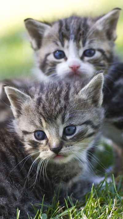 Cómo evitar camadas indeseadas de gatos - Mascotas - ABC Color