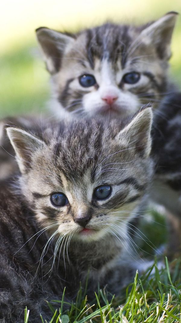 Cómo evitar camadas indeseadas de gatos - Mascotas - ABC Color