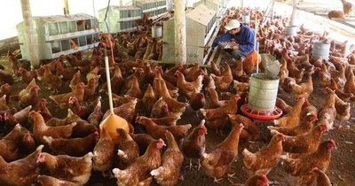 La Nación / Quince millones de aves podrían quedar sin alimentos por los cierres de rutas