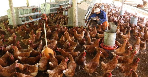 La Nación / Quince millones de aves podrían quedar sin alimentos por los cierres de rutas