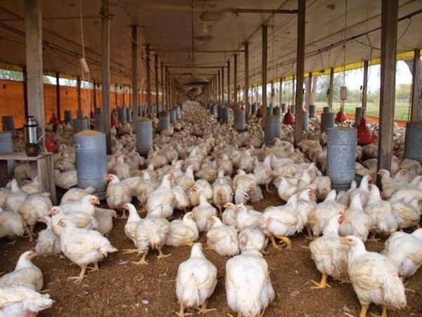 Diario HOY | Millones de pollos están en riesgo de morir debido al paro de camioneros, advierten