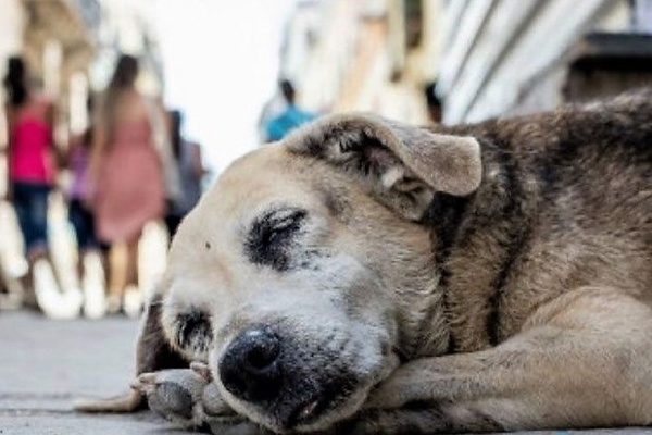 CREAN CONSEJO MUNICIPAL EN FAVOR DE LOS ANIMALES EN SITUACIÓN DE CALLE