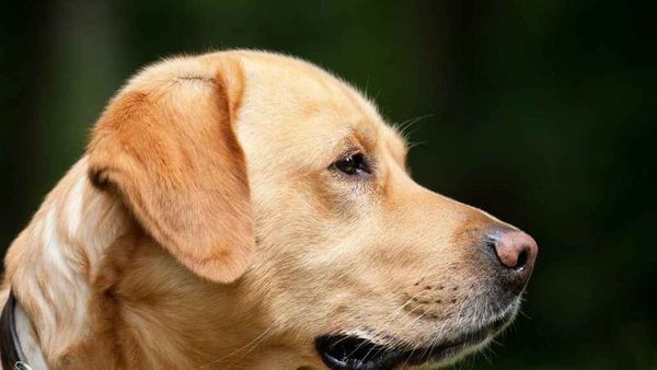 Niña de 4 años fue atacada por un perro en la vía pública
