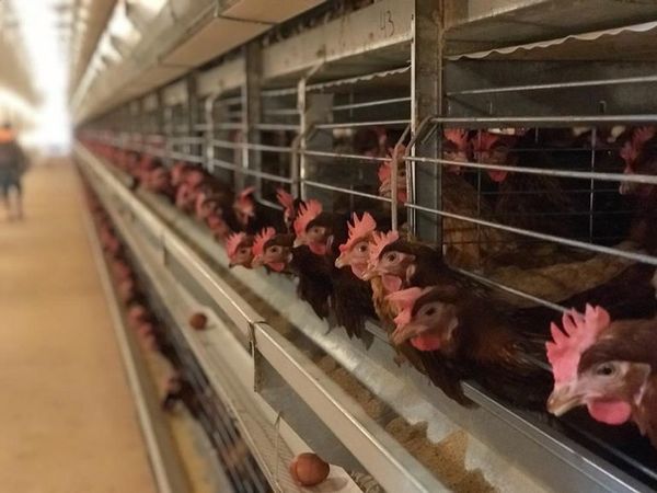Granjas avícolas alertan sobre desabastecimiento de alimento para animales - Nacionales - ABC Color