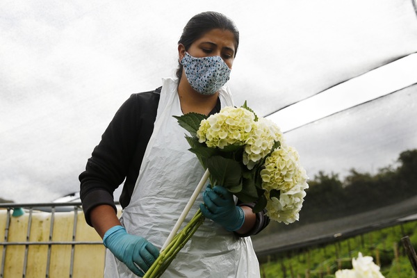 Agroempresa colombiana coquetea con sus hortensias en el mercado internacional - MarketData