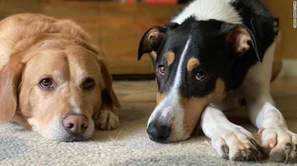Tips para que tu mascota no sufra con tu vuelta a la oficina | El Independiente