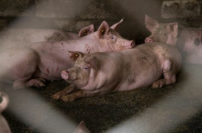 La peste porcina africana se cierne sobre miles de productores dominicanos - MarketData