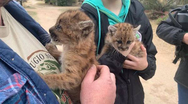 Rescatan a dos cachorros de puma en el Chaco  - Nacionales - ABC Color