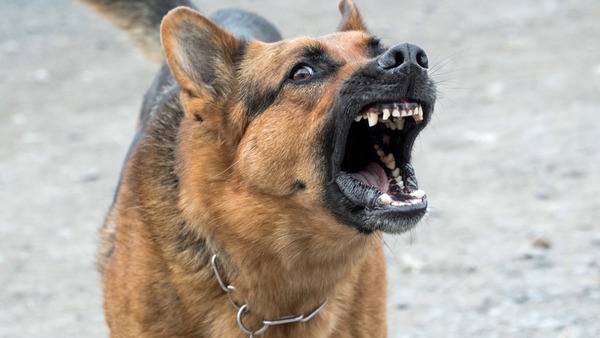 Perro mordió en la cara a una nena de 4 años