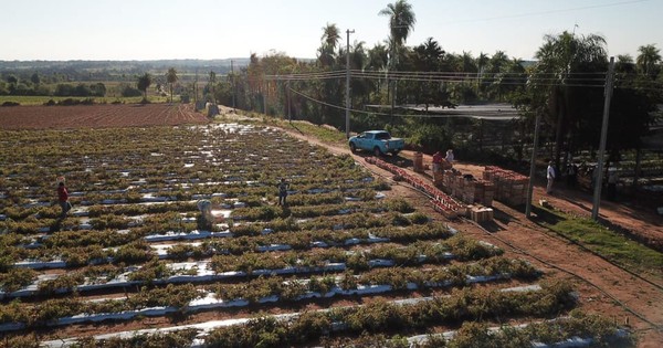 La Nación / Con apoyo del CAF, Ande pretende mejorar sistema de distribución en zonas rurales