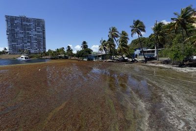 Puerto Rico busca ser un "hub" caribeño en el uso de sargazo como fuente de energía - MarketData