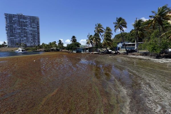 Puerto Rico busca ser un "hub" caribeño en el uso de sargazo como fuente de energía - MarketData