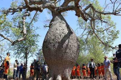 Inician las expediciones de la Décima edición del concurso Colosos de la Tierra | Ñanduti