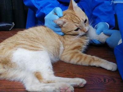 ¿Por qué es importante la castración felina? | Ñanduti
