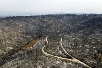 Incendios en Grecia arrasaron 100.000 hectáreas en dos semanas y causaron un “desastre ecológico” | Ñanduti
