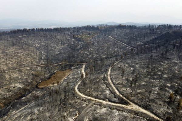 Incendios en Grecia arrasaron 100.000 hectáreas en dos semanas y causaron un “desastre ecológico” | Ñanduti