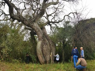 Colosos de la Tierra: Una década en pro de la preservación - Nacionales - ABC Color