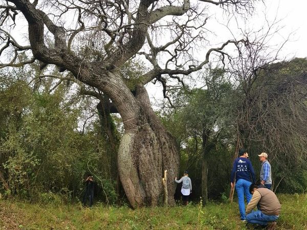 Colosos de la Tierra: Una década en pro de la preservación - Nacionales - ABC Color