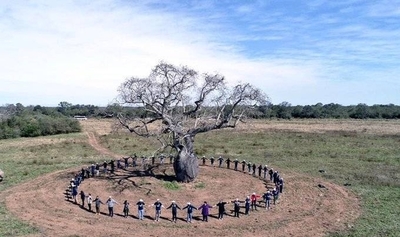 Diario HOY | Colosos de la Tierra: delegación va en busca de los árboles más grandes del Chaco