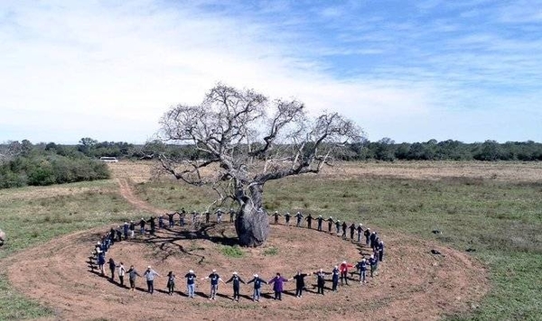 Diario HOY | Colosos de la Tierra: delegación va en busca de los árboles más grandes del Chaco