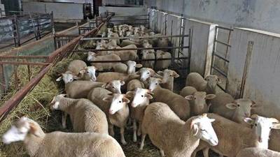 Inversores árabes buscan que Paraguay produzca y exporte corderos