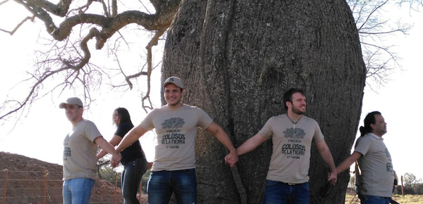 “Colosos de la Tierra”: Inicia cuenta regresiva para conocer al árbol más grande del Chaco