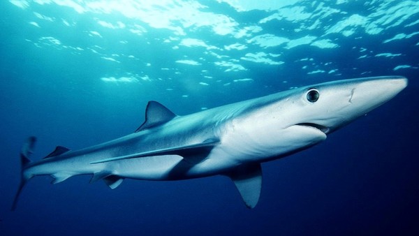 Un enorme tiburón aparece en una playa del Mediterráneo español | Ñanduti