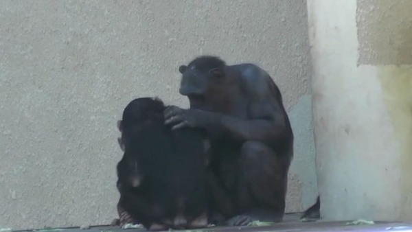 Descubren que algunos primates tienen costumbres sociales similares a las de los humanos | Ñanduti