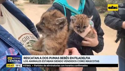 Rescatan a dos pumas en bebés en Filadelfia - ABC Noticias - ABC Color