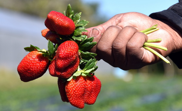Frutilla, un manjar que abunda y beneficia al cuerpo