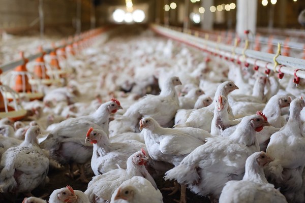 Sector avícola, el más perjudicado por el “cierre-extorsión” de los camioneros