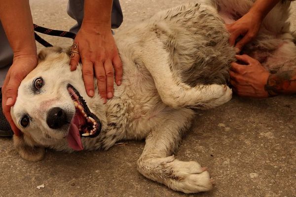Voluntarios se movilizan en Grecia para cuidar a gatos y perros tras los incendios - Mascotas - ABC Color