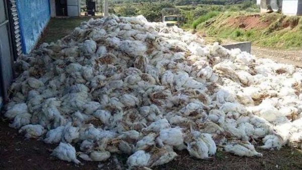 Productores avícolas en emergencia por paro de camioneros