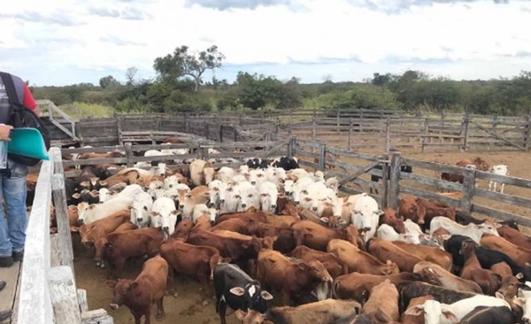 Diario HOY | Ordenan venta de 284 cabezas de ganado propiedad de presunto narco