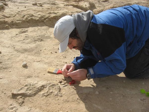 El “vampiro gigante” que muestra los cambios del clima en la costa argentina - Ciencia - ABC Color