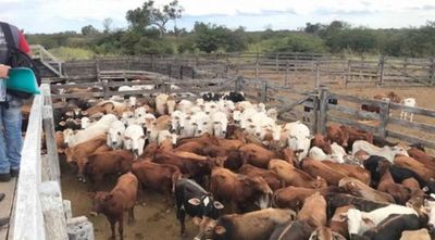 Ordenan venta de 284 cabezas de ganado propiedad de presunto narco