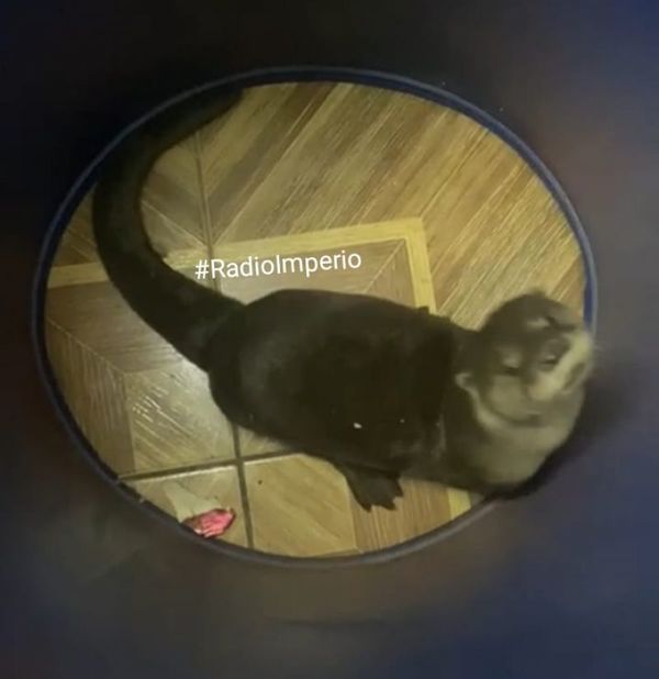 Bomberos Voluntarios rescatan un animal acuático en pleno casco urbano