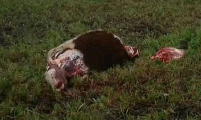 Abigeos roban un toro de raza en Simón Bolívar - OviedoPress