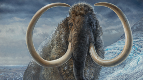 Tras las huellas de un mamut lanudo miles de años después