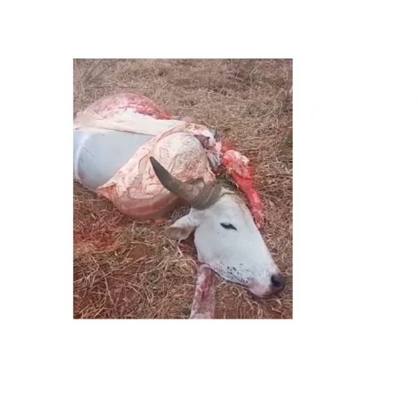 Abigeos no dan tregua a los pequeños productores de Concepción
