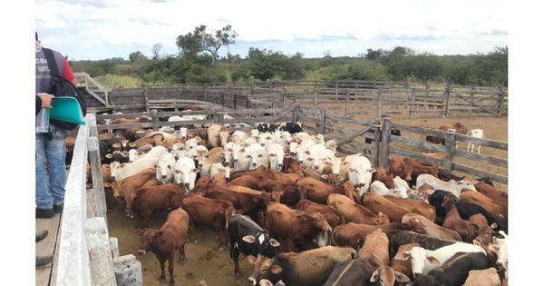 La Nación / Juzgado ordenó la venta anticipada de 284 vacas incautadas en proceso de narcotráfico