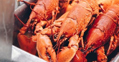 En Reino Unido ya no se podrán hervir langostas vivas: Nueva ley obligará a matarlas “de manera más humana” antes de cocinarlas - SNT