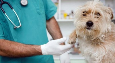 Ley del veterinario, con dictamen favorable en Diputados
