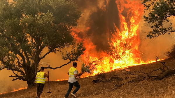 Arrestan a 22 personas en relación con los masivos incendios en Argelia | Ñanduti