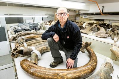 Tras las huellas de un mamut lanudo miles de años después - Ciencia - ABC Color