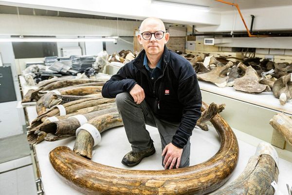 Tras las huellas de un mamut lanudo miles de años después - Ciencia - ABC Color