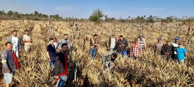 Agricultores esperan fertilizantes y semillas de autoconsumo después de las heladas en San Pedro - Nacionales - ABC Color