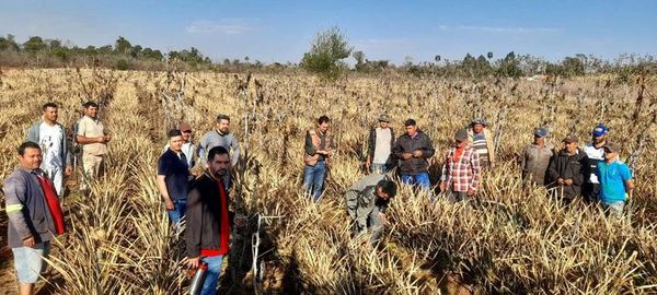 Agricultores esperan fertilizantes y semillas de autoconsumo después de las heladas en San Pedro - Nacionales - ABC Color